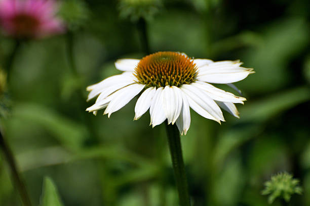 Coneflower White Swan (Echinacea purpurea), flowers of summer