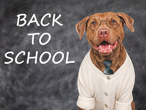 istock Back to school. Cute dog and blackboard with inscription 2230216801
