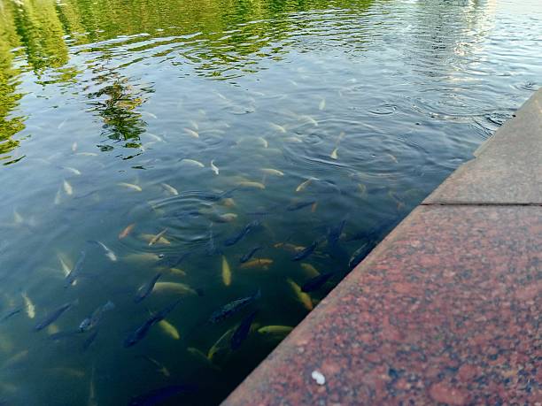 Chelon labrosus (thicklip grey mullet) fish