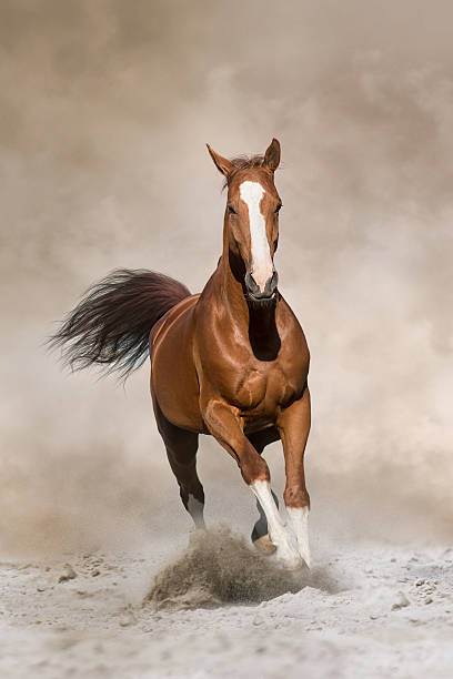 istock Red horse free run in desert 2230223211