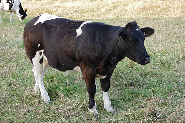 Cows on pasture, happy farm animals, at Azores islands in Portugal.