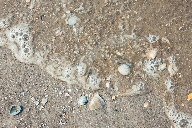 Textured and abstract backgrounds. Sea, beach sand background with seashells. full frame, natural. North Sea.