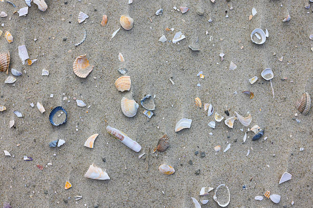 Textured and abstract backgrounds. Sea, beach sand background with seashells. full frame, natural. North Sea.