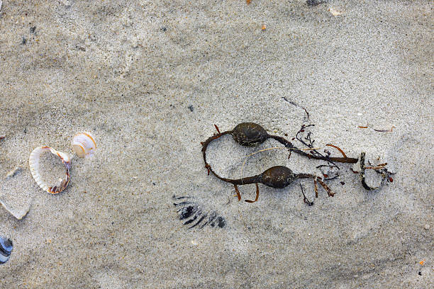 Textured and abstract backgrounds. Sea, beach sand background with seashell and alge. full frame, natural. North Sea.