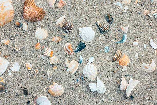 Textured and abstract backgrounds. Sea, beach sand background with seashells. full frame, natural. North Sea.