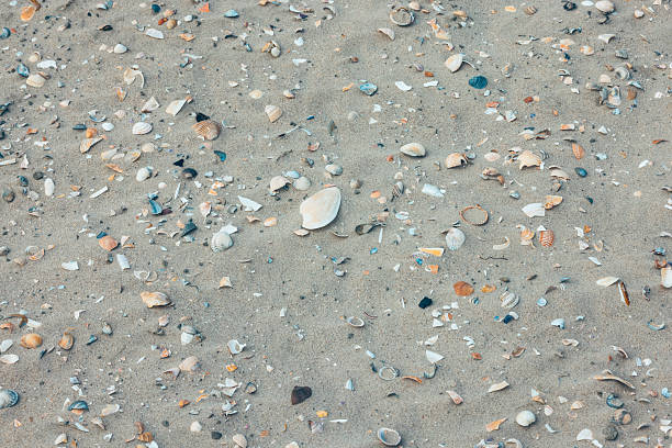 Textured and abstract backgrounds. Sea, beach sand background with seashells. full frame, natural. North Sea.