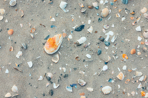 Textured and abstract backgrounds. Sea, beach sand background with seashells. full frame, natural. North Sea.