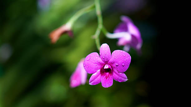 istock Beautiful orchid flower farm. 2230225638