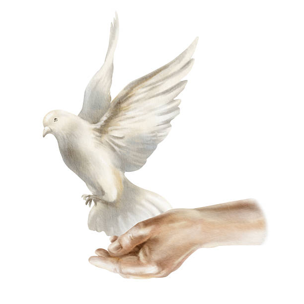 istock A hand opens to liberate a white dove.Pigeon soaring in air,spread its wings as a symbol of freedom and peace concept.Hand drawn watercolor illustration isolated on white for wedding or nature-themed 2230227158