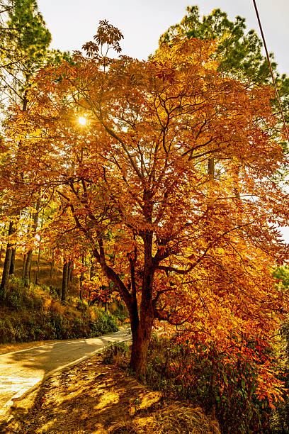 istock Colours of Nature 2230227786