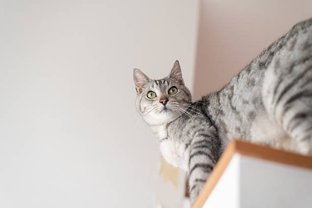 istock Cat walking on high places 2230230150