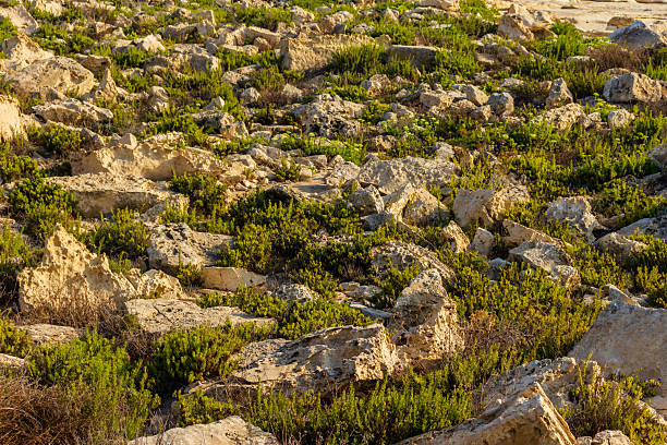 Agios Georgios (St. George) area with fossilized coral and other marine  organisms in sedimentary layers near shallow lagoon. Nikon D750 with Nikon 24-70mm ED VR zoom lens.