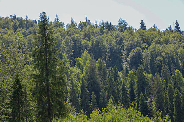 istock This shot shows a lush forest on a sunny day, where tall trees form a dense green carpet covering a mountainside. The image conveys the beauty and grandeur of the wilderness. 2230230421