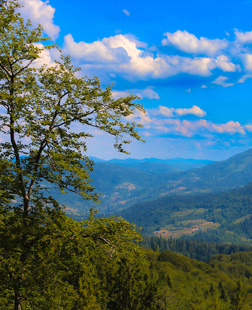 Forested mountains under a bright blue sky with white clouds create a picturesque landscape. A tree in the foreground adds volume to the composition, highlighting the majesty of nature.