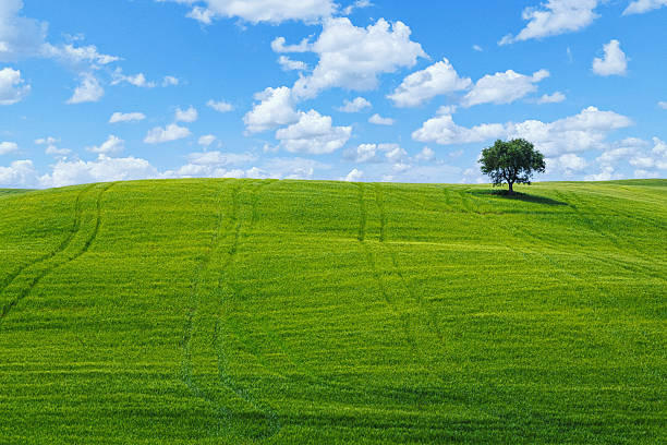 A single mature oak tree stands prominently on rolling green hills covered in vibrant grass with visible tractor tracks, set against a brilliant blue sky filled with puffy white clouds in the Tuscan countryside. This idyllic scene symbolizes solitude, natural beauty, agricultural harmony, and the timeless peaceful essence of rural Italian landscape.