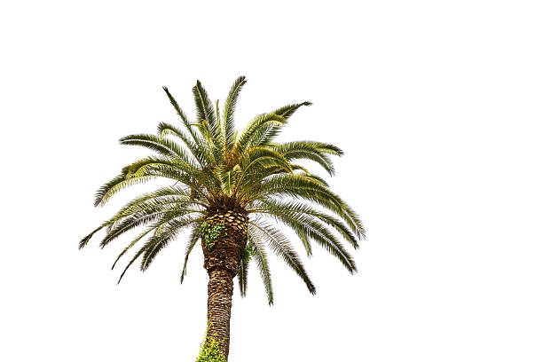 Palm tree with green yellow leaves on white background