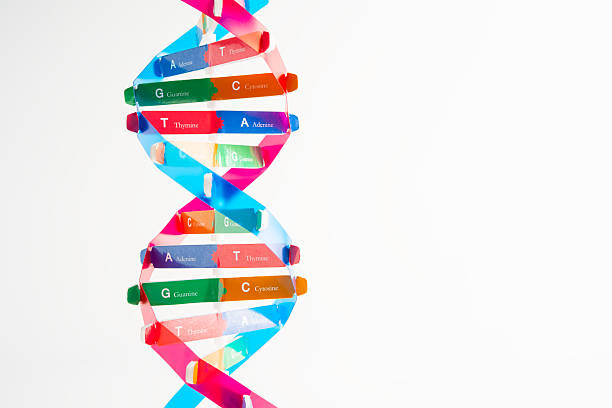 istock DNA molecule spiral structure model isolated on white background, chromosome and gene chemical science biology. 2230232201