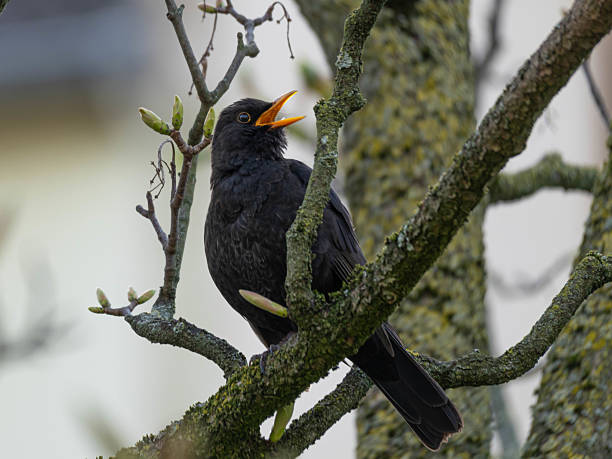 istock Blackbird standing interested in the Grass 2230233134