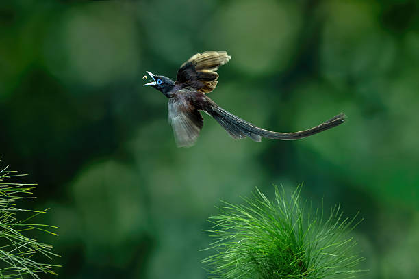 Asian paradise flycatcher,Terpsiphone paradisi