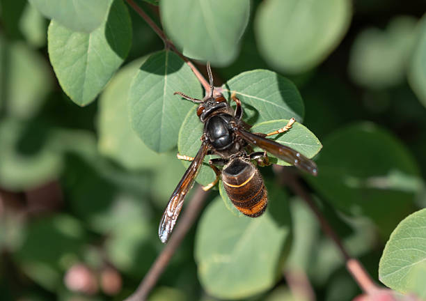Asian Hornet - Invasive Hornet in Germany. High quality photo