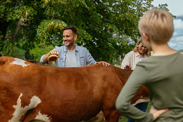 A handsome Caucasian man grooming a cow with a grooming brush with a woman standing beside him and a blond boy with his back turned in the foreground.