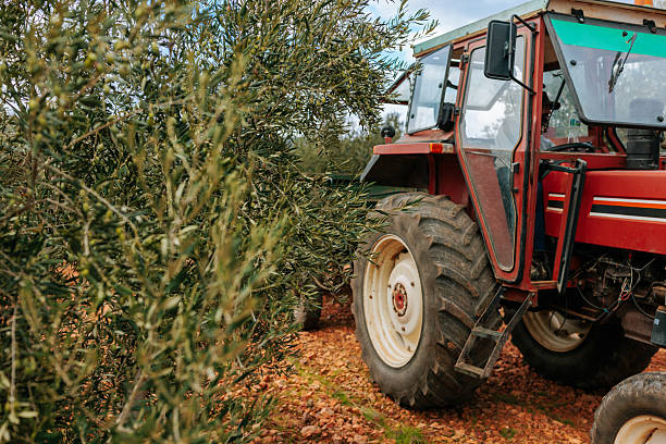 Red tractor is harvesting olives in an olive grove, plantation, agricultural activity, food production