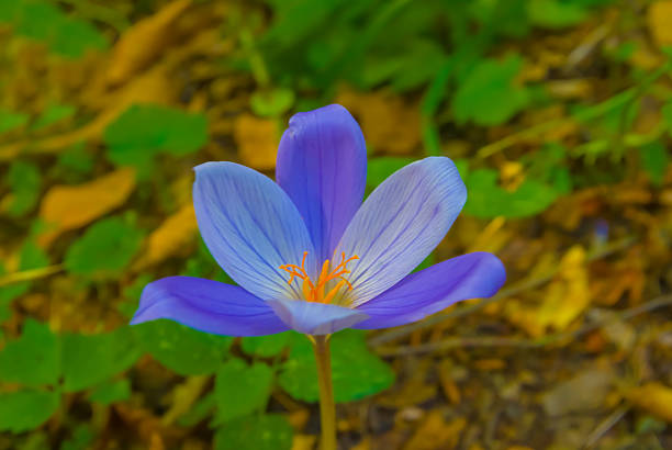 closeup wild autumn flower growth on forest glade