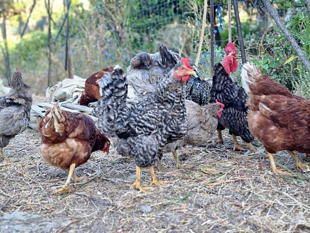 istock Free-Range Chickens and Roosters Pecking Outdoors in a Farmyard 2230237439