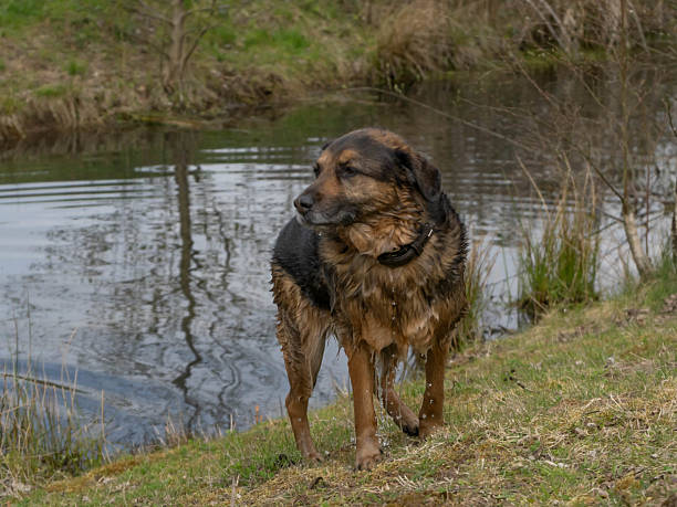 istock Wet Shepherd after swimming in the Lake - Dripping 2230237681