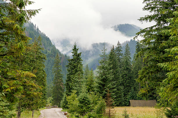 istock Dirt Road Through a Misty Mountain Forest 2230237940