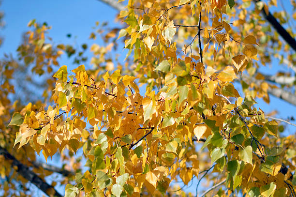 istock poplar trees with golden autumn leaves in sunlight 2230238206
