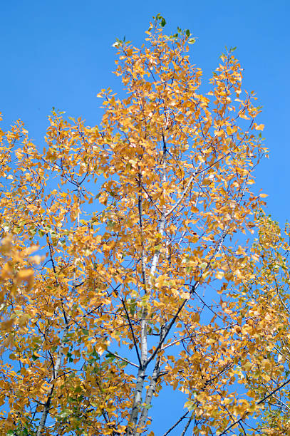 poplar tree branches with colorful leaves