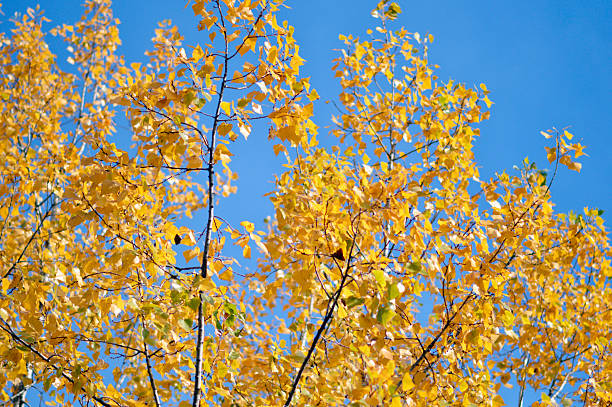 istock poplar trees with golden autumn leaves in sunlight 2230238554