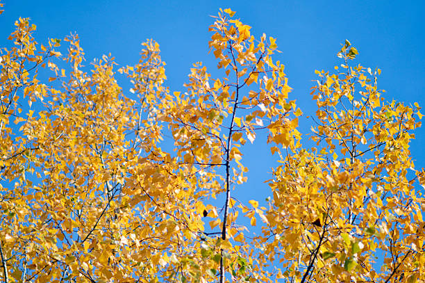 istock poplar trees with golden autumn leaves in sunlight 2230238572