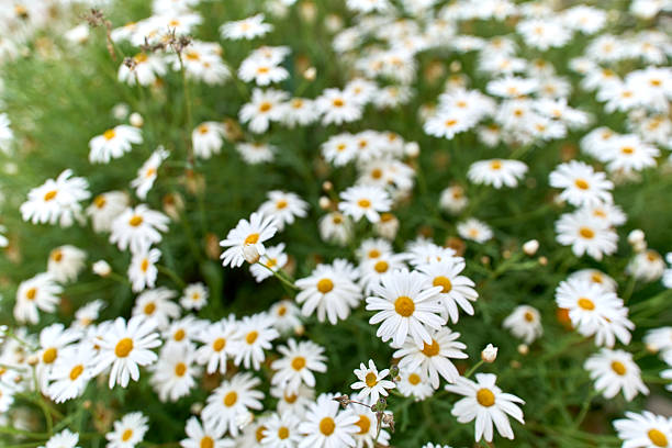 A field of white daisies with yellow centers in full bloom, creating a vibrant and fresh natural scene.