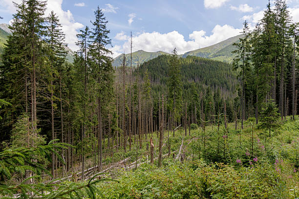 istock Tatras Mountains Landscape 2230240446