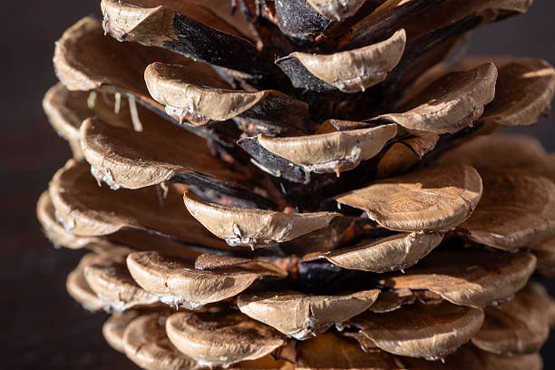 A pine cone close up.