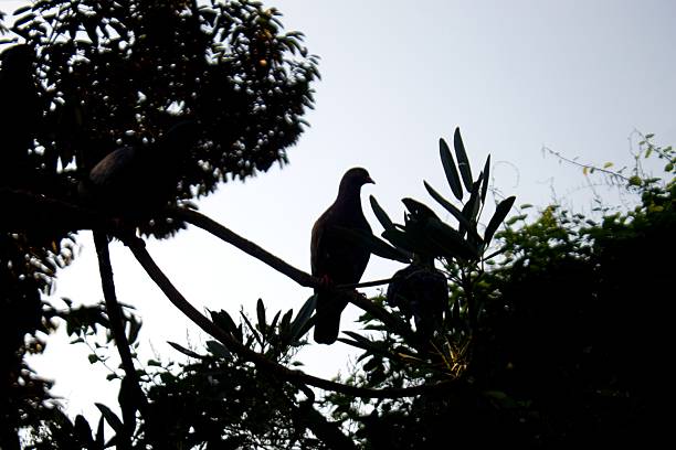 Silhouette of Pigeon Perched on Tree Branch Against Bright blue Sky