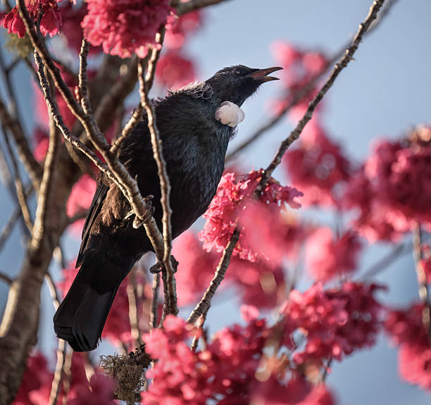 Tui bird singing among cherry blossoms.  Auckland.