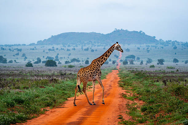 A giraffe crosses one of the dirt roads at Taita hills sanctuary with the so-called lion mountain in the background