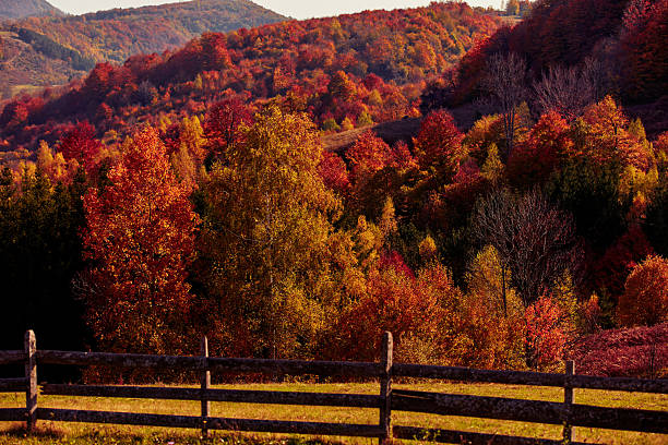 Autumn colored trees and countryside landscape scenery.