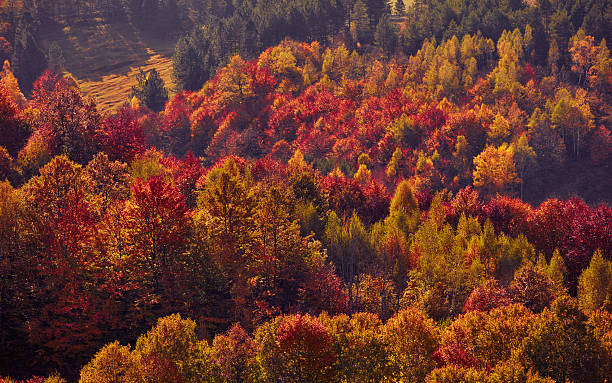 istock Autumn colored trees and countryside landscape scenery. 2230246833