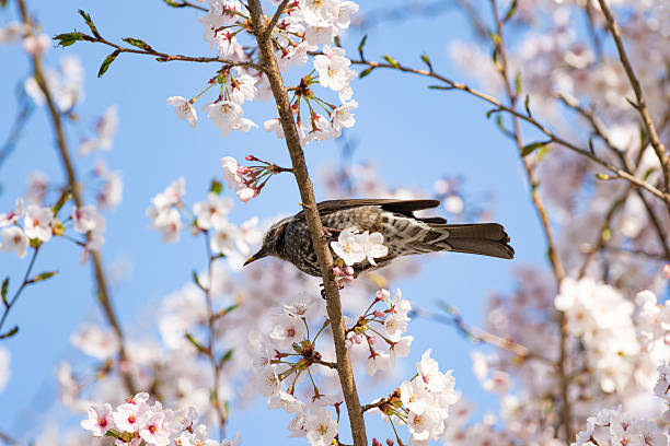 istock Cherry blossoms and wild birds 2230247490