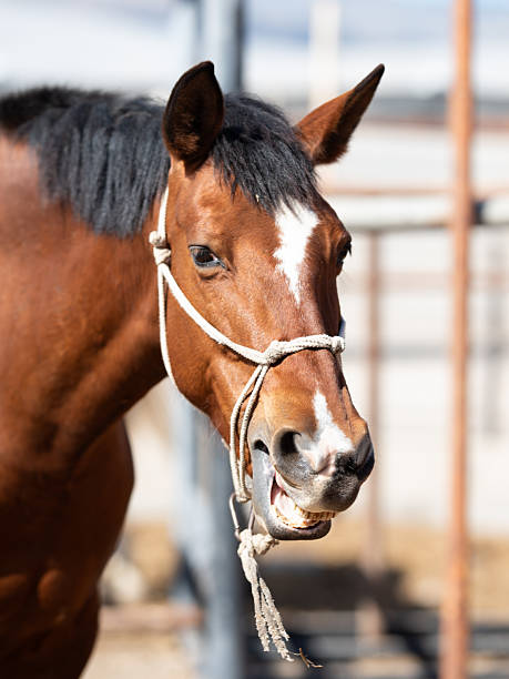 istock Brown horse with a halter stands in a corral, showcasing its strong features and expressive eyes, surrounded by rustic fencing and natural outdoor elements, embodying equine beauty 2230248976