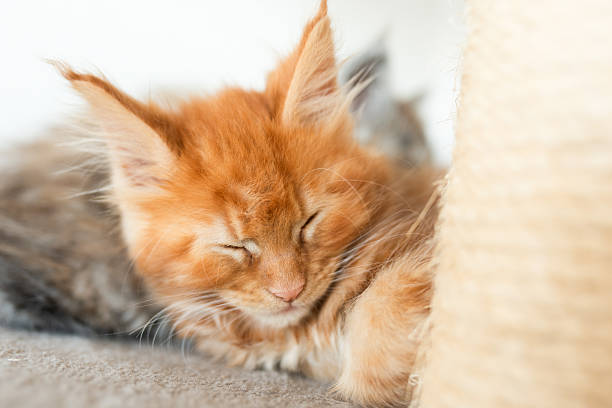 istock Orange tabby kitten with fluffy fur is peacefully sleeping on a soft surface beside a textured scratching post, embodying tranquility and warmth in a cozy environment 2230248979