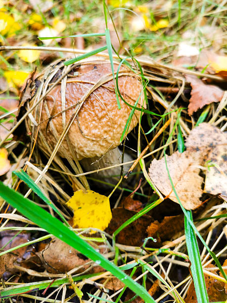 Pretty mushroom growing in the forest, grass and leaves