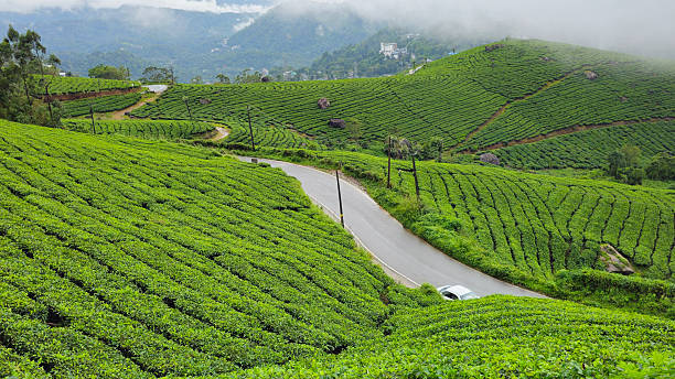 istock Tea garden at Munnar in Kerala, India 2230250996