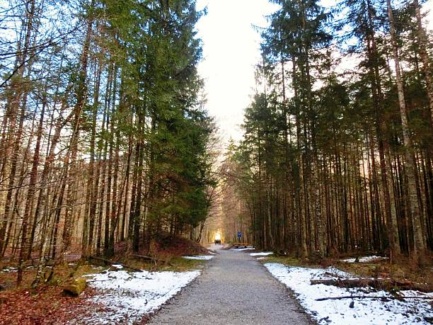 Temperate deciduous forest with paved trail. This photo captures a paved pathway winding through a temperate deciduous forest dominated by tall broadleaf trees The sunlight filtering through the dense canopy creates a dynamic pattern of light and shadow on the ground The image represents an ecotone where human infrastructure intersects with native woodland habitats offering insight into environmental harmony and sustainable access
