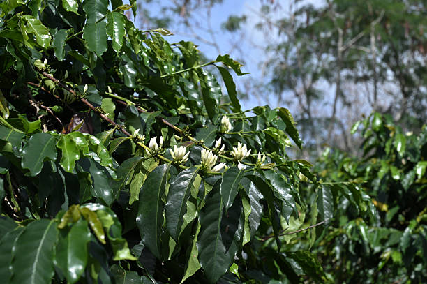 Arabica coffee flowers