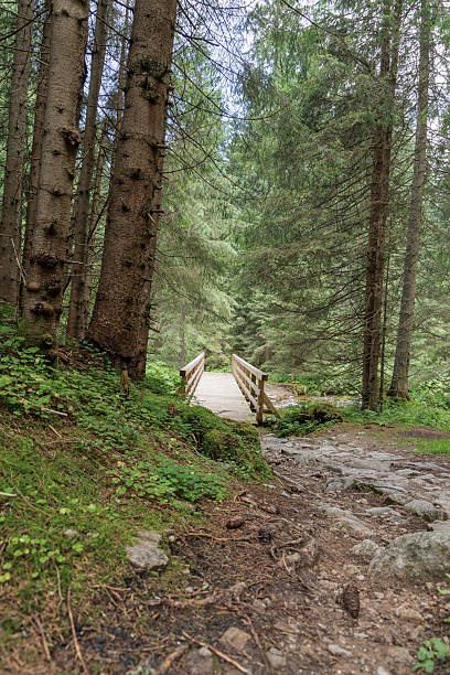 A rustic wooden bridge spans a small stream in a dense, lush forest, inviting viewers to continue their journey along the path.